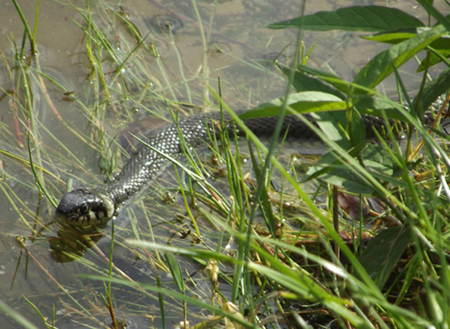 zaskroniec zwyczajny? (natrix natrix, w niejadowity)